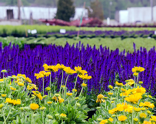 Close up of Spring crops