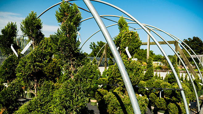 Topiaries in a wind tunnel